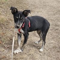 Bobby, freundlicher Welpe sucht Zuhause, Hund zur Adoption