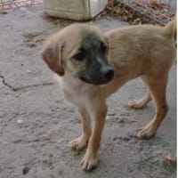 Maisie,verspieltes Mädchen sucht Familie, Hündin zur Adoption