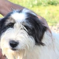 Muri - hübscher Wuschelrüde, Hund zur Adoption