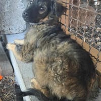 Mira sucht ihr großes Glück, Hündin zur Adoption