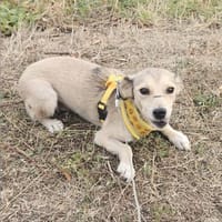 Aurora, tapferer Hund sucht neue Familie, Hündin zur Adoption