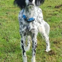 Lebensfrohe English Setter Dame Stella.., Hündin zur Adoption