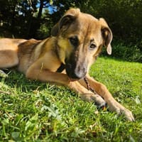 Leander - liebenswerter Lausbub, Hund zur Adoption