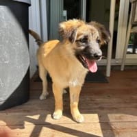 Zauberhaftes Welpenmädchen Laksha, Hündin zur Adoption