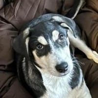 FELIX sucht seine Menschen, Hund zur Adoption