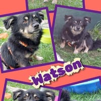 Watson wartet in 91278 Pottenstein!, Hund zur Adoption