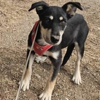 Josie, kleine Hündin sucht neues Zuhause, Hündin zur Adoption