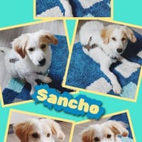 Sancho wartet in 91278 Pottenstein!, Hund zur Adoption