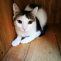 Pisze Beschreibung folgt, Kater zur Adoption