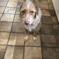 Toller Wasserhund/Podencomix Toni sucht#, Hund zur Adoption