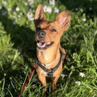 Leon - kleiner Rüde auf PS in BW, Hund zur Adoption