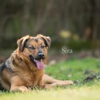 SIRA (W) NOTFALL ++ wir geben nicht auf, Hündin zur Adoption