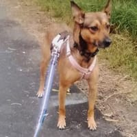 Jacky - liebevolle Familienhündin, Hündin zur Adoption