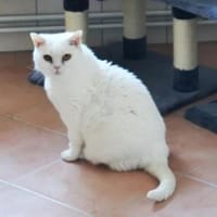 Pauline  zusammen mit Schlumpfine, Katze zur Adoption