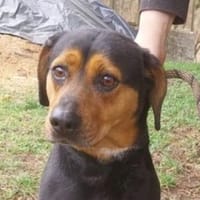 STELLA 2 sucht Zuhause, Hündin zur Adoption
