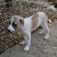 Madi,verspieltes Mädchen sucht Familie, Hündin zur Adoption