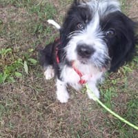 Süßer MAX sucht sein Zuhause, Hund zur Adoption