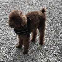 Ponto sucht ein Zuhause, Hund zur Adoption