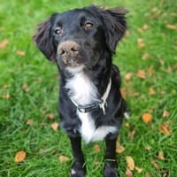 JELLY - liebe und freundliche Hündin, Hündin zur Adoption