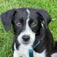 Süße RUBY sucht ihr Zuhause, Hündin zur Adoption