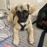Azalea, Hündin zur Adoption