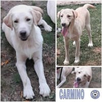 CARMINO -rundum toller Junghund-, Hund zur Adoption