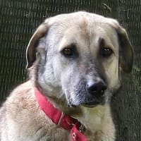 Zauberhafte YONA, Hündin zur Adoption