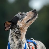 Joep sucht sein Leben mit dir🎈, Hund zur Adoption
