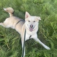 Jack ist in Deutschland, Hund zur Adoption