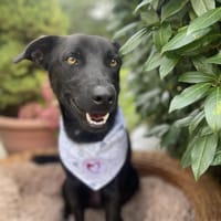 liebenswerter Soso, Hund zur Adoption