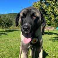 Wer schenkt Sanga ein Zuhause?, Hund zur Adoption