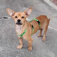 Dolito ist sehr menschenbezogen, Hund zur Adoption