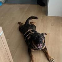Annabella sucht ein neues Zuhause, Hündin zur Adoption