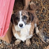 Pflegstelle in D 04617, Hündin zur Adoption