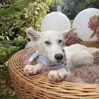 junger Billy, Hund zur Adoption