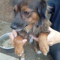 Ofelia 37 cm (Pflegestelle), Hündin zur Adoption