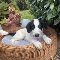Charmanter junger Snoopy, Hund zur Adoption