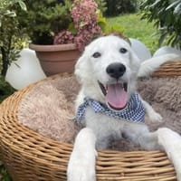 Vito reist nach Deutschland, Hund zur Adoption
