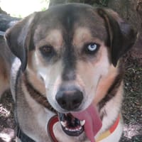 Wallaby, chien à adopter
