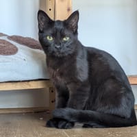 CREA, chatte à adopter