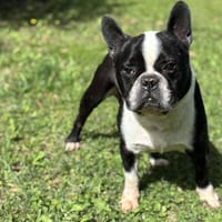 Sharko CAA14079, chien à adopter