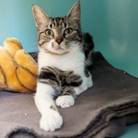 NALA, chatte à adopter
