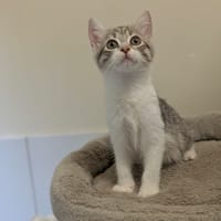 AKANE, chatte à adopter