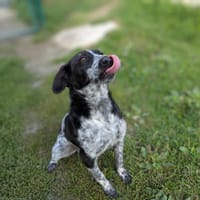 BLACK, chien à adopter