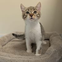 Boskoop, chat à adopter