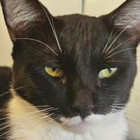 ALBUS, chat à adopter