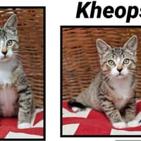 KHEOPS(Réservé ), chat à adopter
