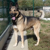 BOUBA, chien à adopter