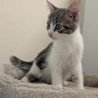 Tatin, chat à adopter