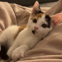AQUARELLE, chatte à adopter
